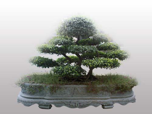 Bể đá cảnh